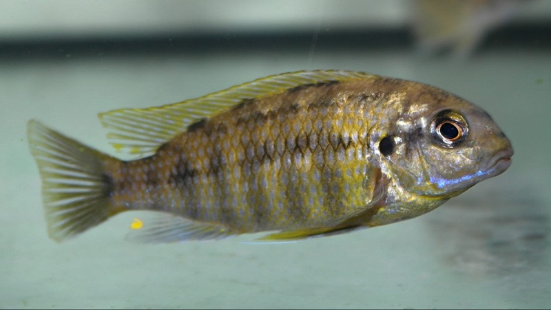 Tropheops sp. 'rust' Kawanga Rocks